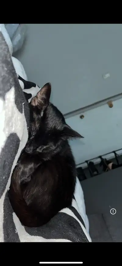 Je suis a la recherche d’un foyer qui pourra prendre soin de cette princesse. Elle est un chat intér...
