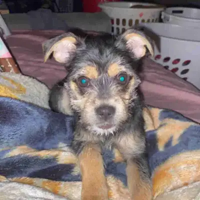 I’m looking for a forever home for my puppy. Only the black one in the pictures is available for ado...