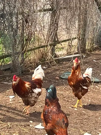 Roster for sale, View more