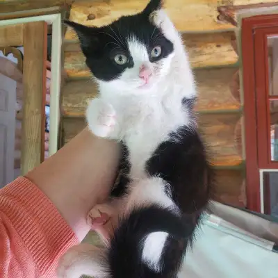 Female kitten for sale, View more