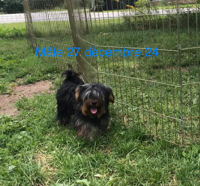 Yorkshire (cherche famille) dans Chiens et chiots à adopter  à Laval/Rive Nord - Image 3