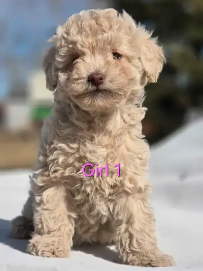 Super sweet and beautiful Mini Goldendoodles ready now for new loving homes! They will be very small...