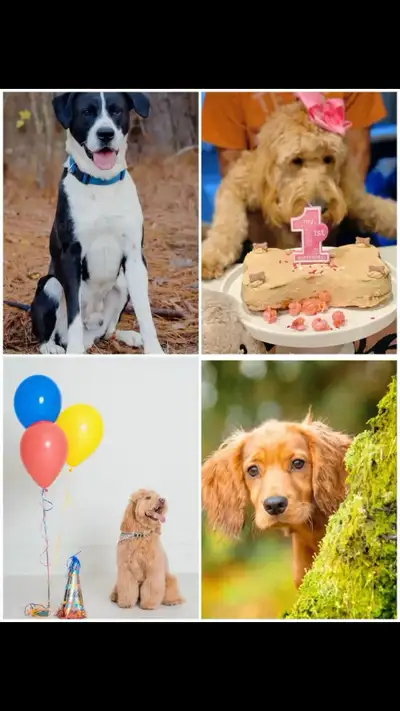 Capture the Pawsitive Vibes! Unleash the beauty of your furry friends through my lens. Book your pup...