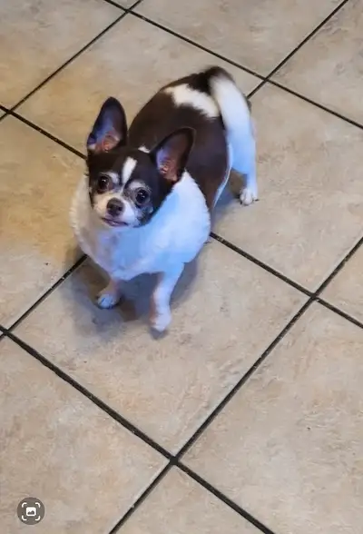 ADULT CHIHUAHUAS FOR REHOMING, View more