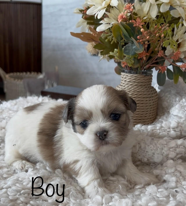 Shih Tzu Puppies in Dogs & Puppies for Rehoming in Richmond - Image 2