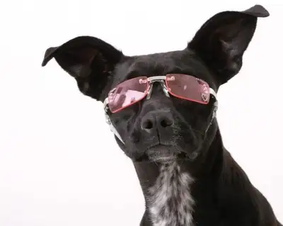Brand new Doggles Pet Dog K9 Optix Sunglasses, View more