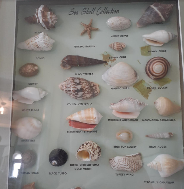 Framed shadow box Sea Shell Collection - nautical coastal beach in Arts & Collectibles in Markham / York Region - Image 3