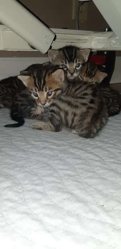 Bengal tabby À donner, View more