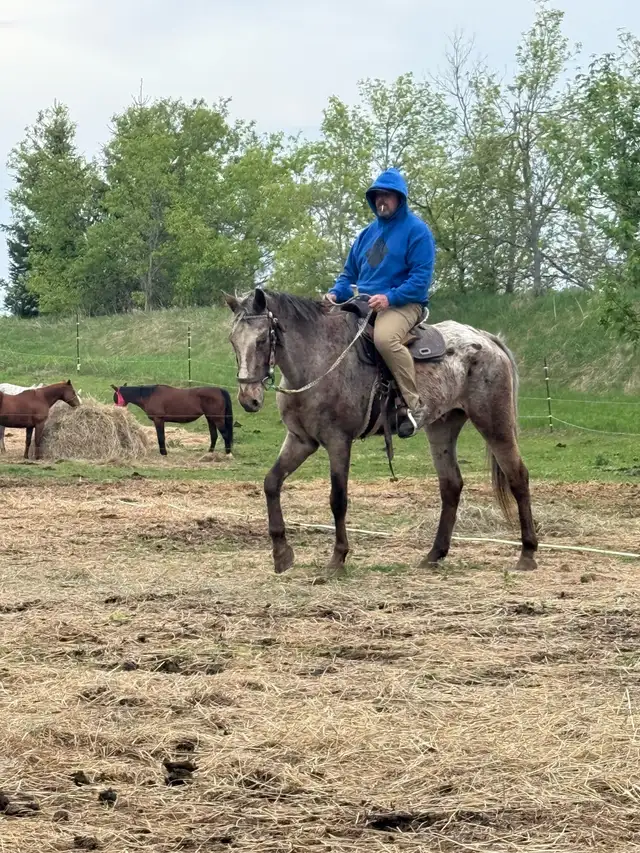Appaloosa gelding in Horses & Ponies for Rehoming in Kawartha Lakes - Image 7