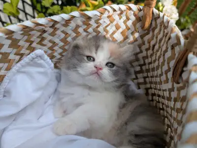 À qui la chance.Magnifiques chatons Ragdoll x Persan à vendre, View more