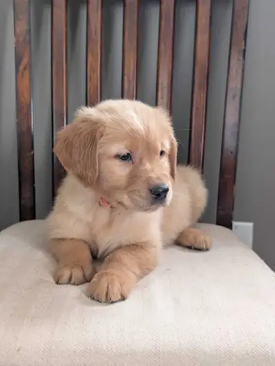 Golden/Red Retriever purebred puppies available now. These adorable pups are very healthy and gentle...