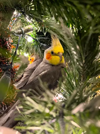 Hand-Raised Cockatiels Seeking Loving Homes!, View more