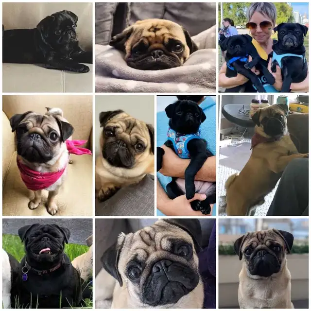 Quality Home Raised Pug Puppies in Dogs & Puppies for Rehoming in City of Toronto - Image 5