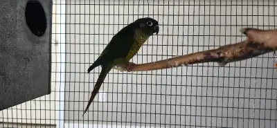 5 Conure birds for rehoming, View more