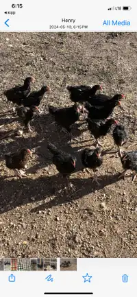  Black Copper Maran Roosters