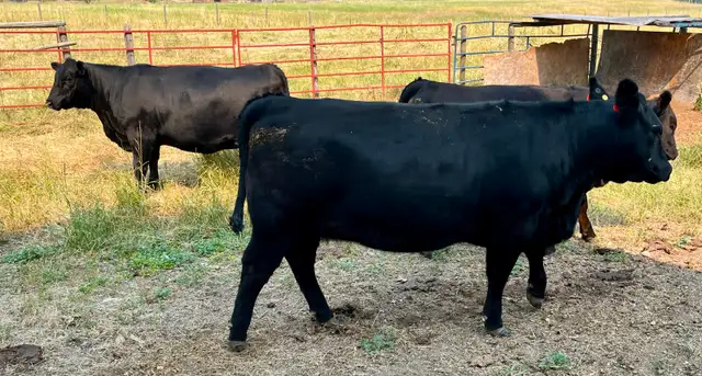 Four Bred Angus-cross Yearling Heifers in Livestock in Vernon - Image 2