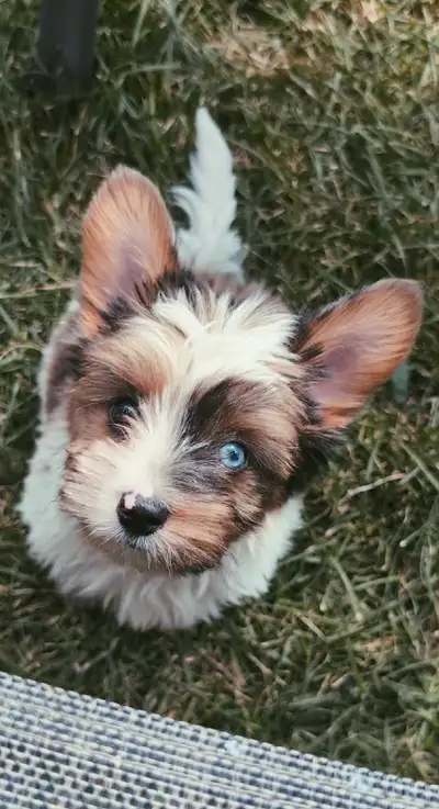 Merle Yorkie Puppy (READY TO GO) , View more
