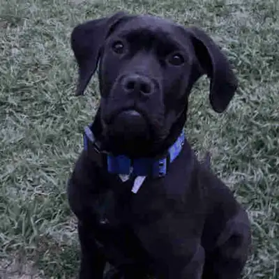 Remi she’s 6 months old she loves to go on walks she’s is great around kids and other animals she is...