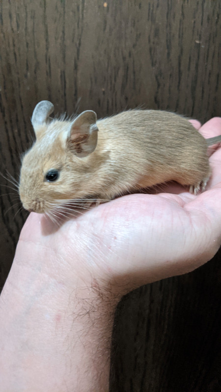 Baby Degus various colors**weekend sale** in Small Animals for Rehoming in Mission - Image 2
