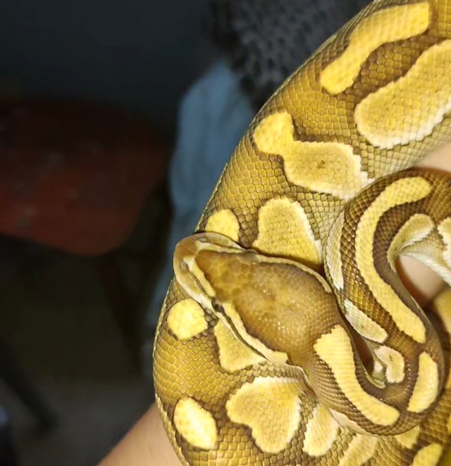 Ball python for sale in Reptiles & Amphibians for Rehoming in North Bay - Image 3