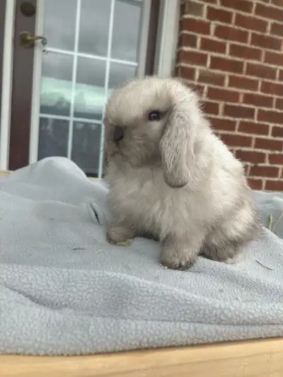 Hello, I am the owner of Nothern Hollands Rabbitry and I breed purebred holland lop rabbits to the s...