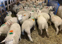 20 dorset cross ewe lambs