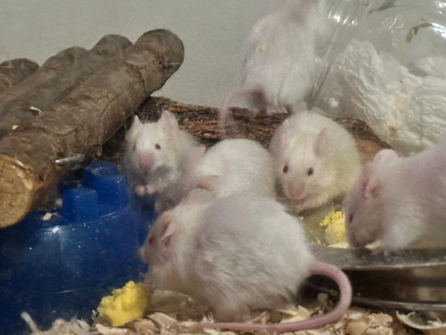 Baby Mice ready for their forever homes  in Small Animals for Rehoming in Ottawa - Image 4