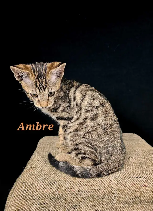 Magnifiques chatons Bengal-Siamois. Plus qu'un restant! in Cats & Kittens for Rehoming in City of Montréal - Image 4