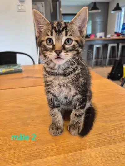 chatonss, View more