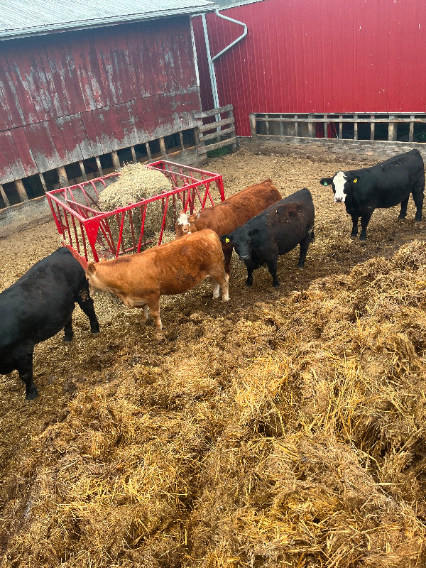 Freezer Beef in Livestock in Windsor Region - Image 2