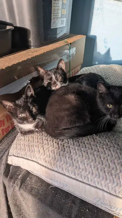 Barn kittens , View more