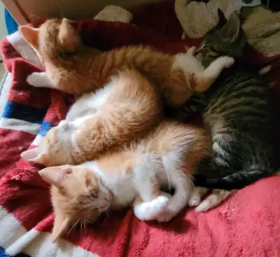 Very cute kittens, View more