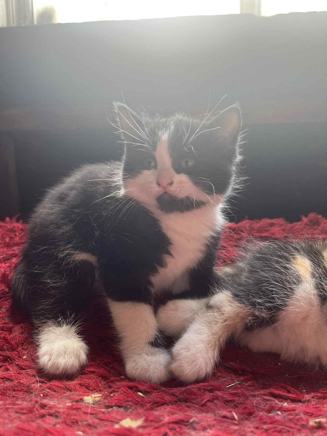 Reste 3 sur 7 chatons a vendre 25$ chacun dans Chats et chatons à adopter  à Victoriaville - Image 3