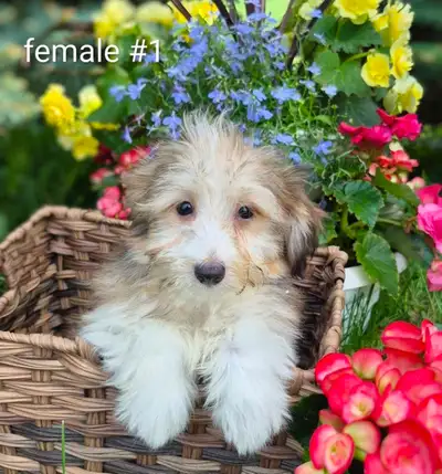 Bichon x sheltie , View more