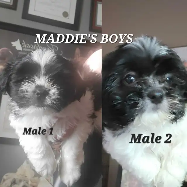 Top Quality Shih Tzu Puppies Available!--NEW PICTURES LAYLA PUPS in Dogs & Puppies for Rehoming in St. Catharines - Image 3