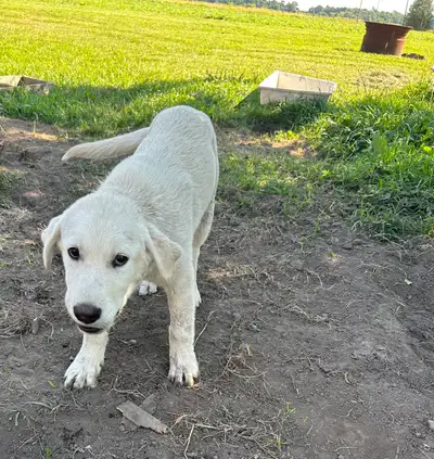 Puppy for sale! , View more