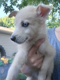 Husky/Shepherd pups