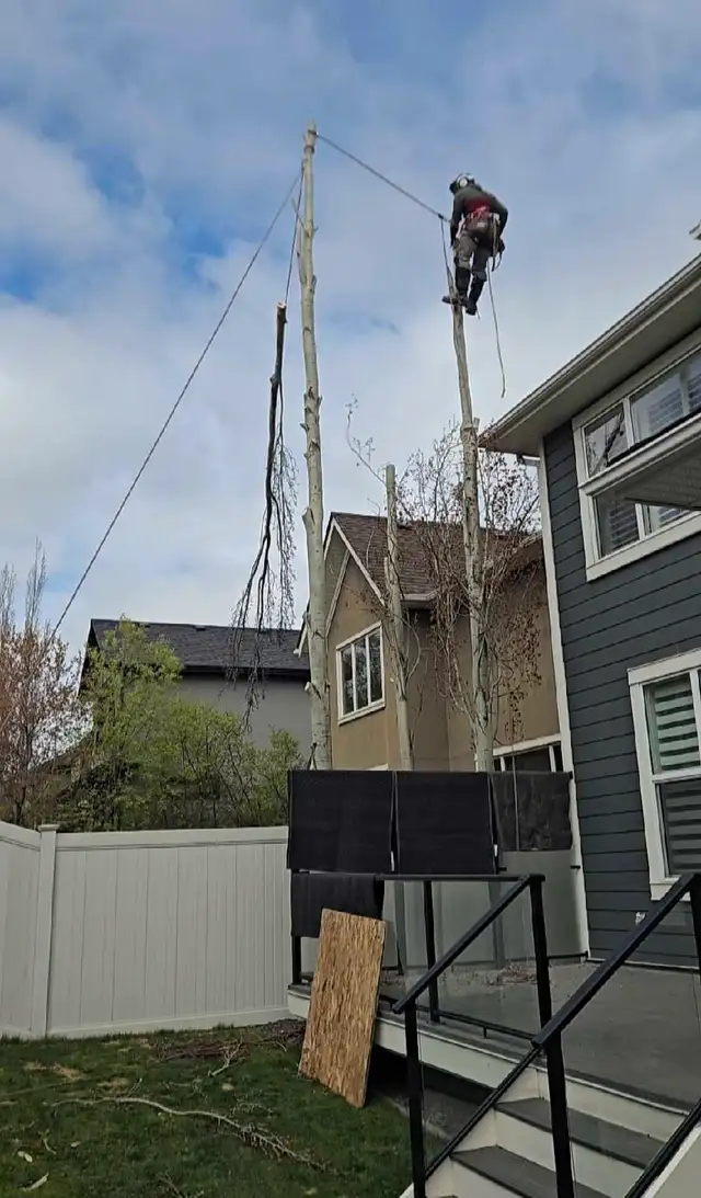 Take It Down Tree Service LTD.62863720526723122