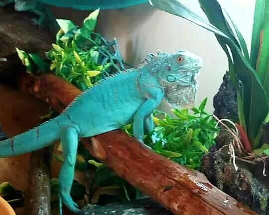 BEAUTIFUL BABY BLUE, RED & GREEN IGUANAS in Reptiles & Amphibians for Rehoming in North Bay