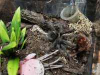 Tarantula - Lasiodora parahybana slings