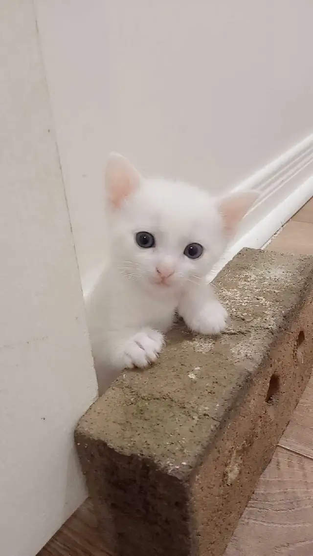chantons blancs in Cats & Kittens for Rehoming in City of Montréal - Image 3