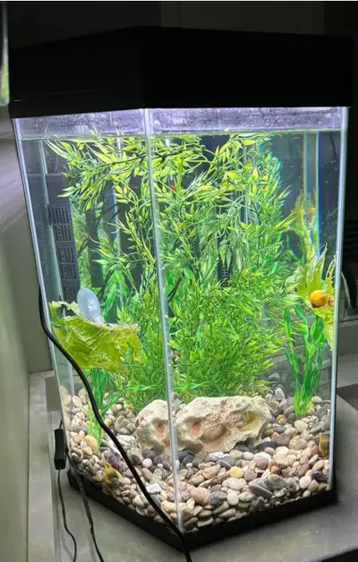 HEXAGON FISH TANK , View more
