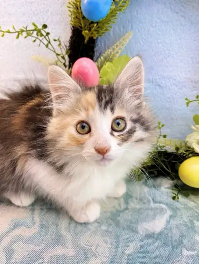 Light-Coloured Maine Coon Female, View more
