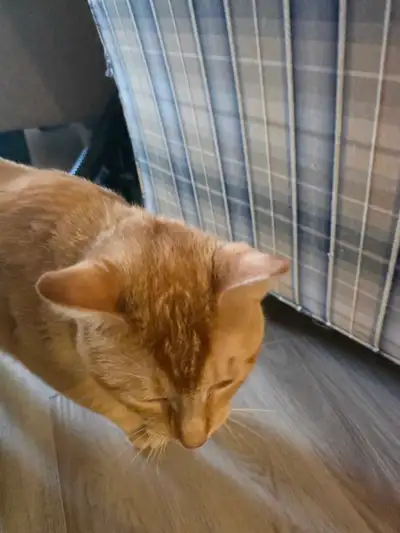 SIMBA, NEEDS A FOREVER HOME IN THE COUNTRYSIDE, View more