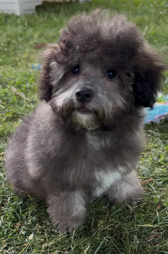 Mini Red Poodle x Bichon Puppy in Dogs & Puppies for Rehoming in Winnipeg - Image 3