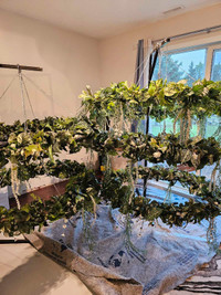 Wedding decorations and plants