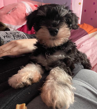 Miniature schnauzer for rehoming 