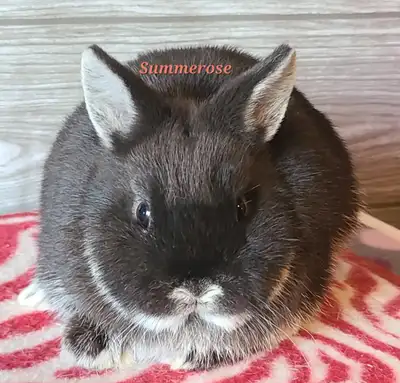 Netherland Dwarf silver marten buck Started with litter training Dob April 2, 2025 No cage Meet for...