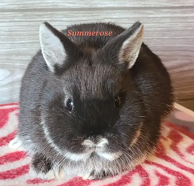 Netherland Dwarf Bunny in Small Animals for Rehoming in Kingston - Image 2