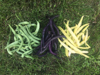  Garden vegetable seed for sale 
